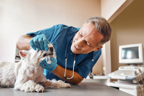 Best Emergency Treatment for Dental Infections or Abscesses in Bridgeport, NE